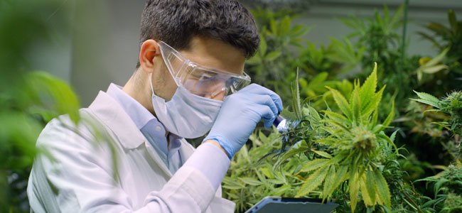 Le CBD un composant du Cannabis